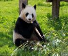 Yeme panda